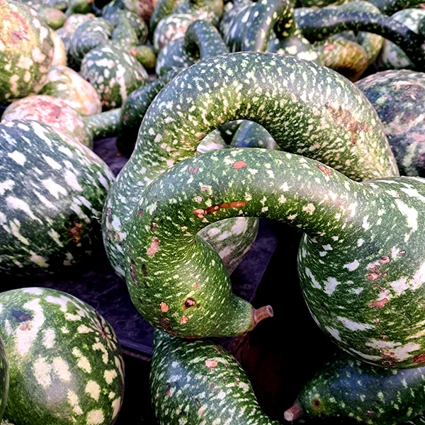 Kürbis 07